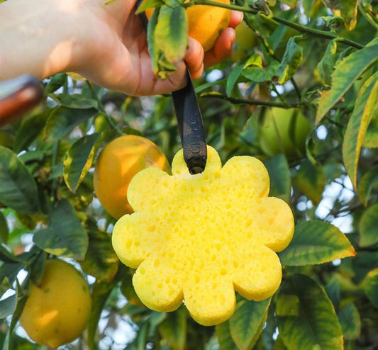 Papaya Yuzu Wild Flower